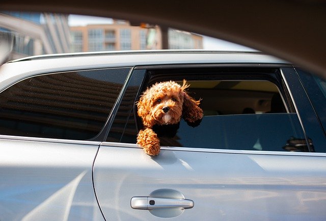Dlaczego nie należy zostawiać psa w samochodzie?